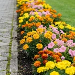 20 Bright Garden Border Ideas with Marigolds and Pink Flowers