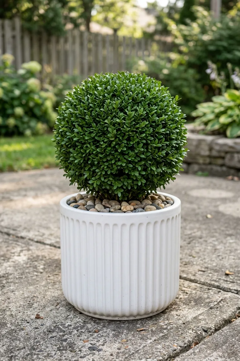 Ribbed Planter with Compact Shrub