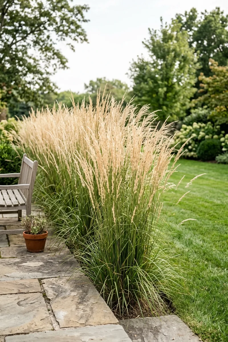 Ornamental Grass Screens