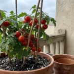 17 Tips for Growing Tomatoes on a Balcony Garden