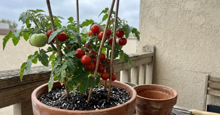 17 Tips for Growing Tomatoes on a Balcony Garden