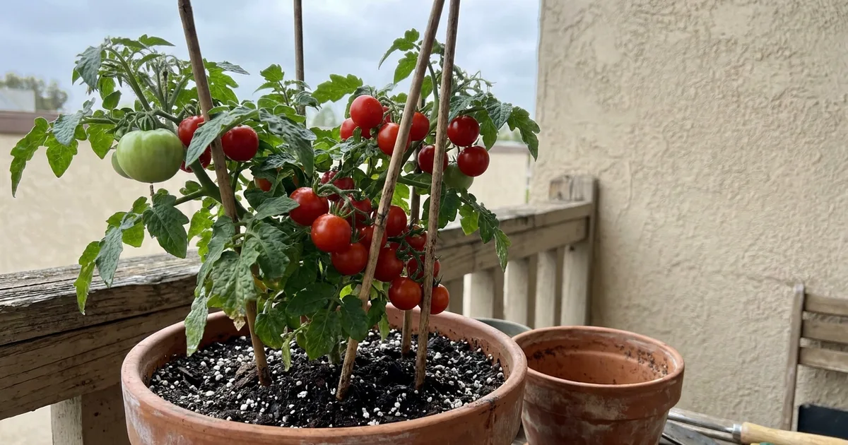17 Tips for Growing Tomatoes on a Balcony Garden