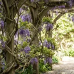 14 Best Softened Garden Structures